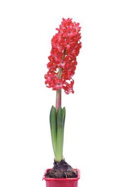 Hyacinth clipart