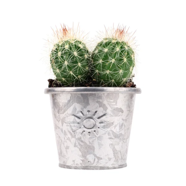 Cactus en maceta — Foto de Stock