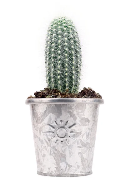 Cactus in vaso — Foto Stock