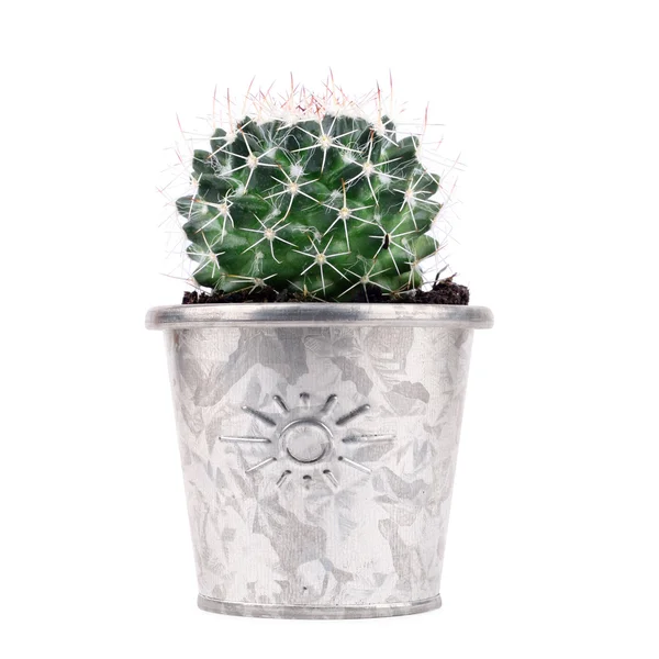 Ingegoten cactus — Stockfoto