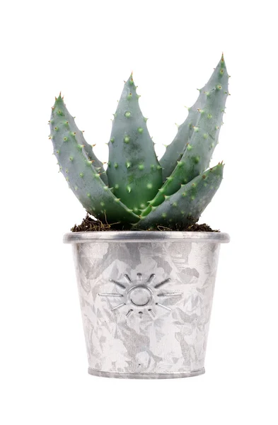 Potted cactus — Stock Photo, Image