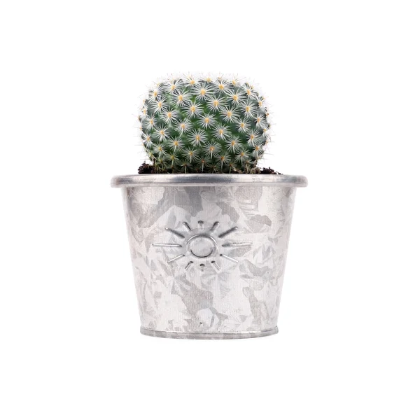 Potted cactus — Stock Photo, Image