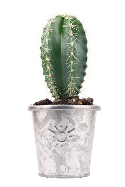 Cserepes kaktusz — Stock Fotó