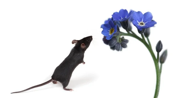 Little mouse smelling flowers — Stock Photo, Image