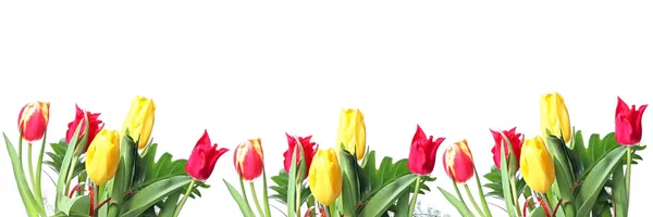 Rij van tulpen Stockafbeelding