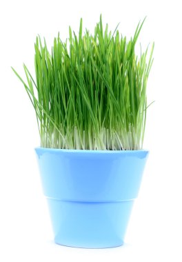 Green gras in a pot clipart