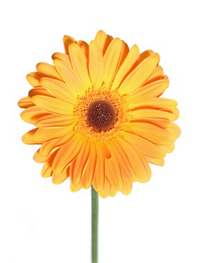 Gerbera clipart