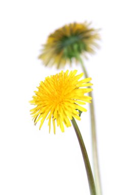 Dandelions (taraxacum officinale) clipart