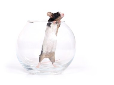 Glass of... mouse clipart