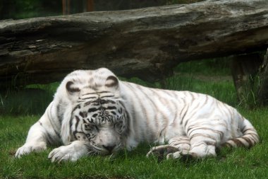 White tiger (panthera tigris) clipart