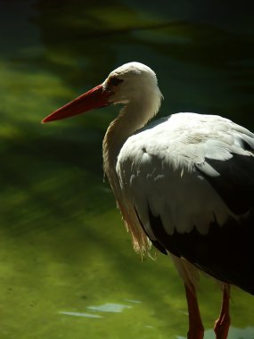 White stork clipart