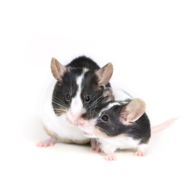 Mice in love 2 clipart
