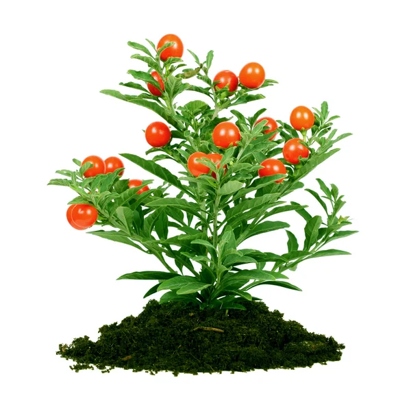 Растение с красными фруктами — стоковое фото