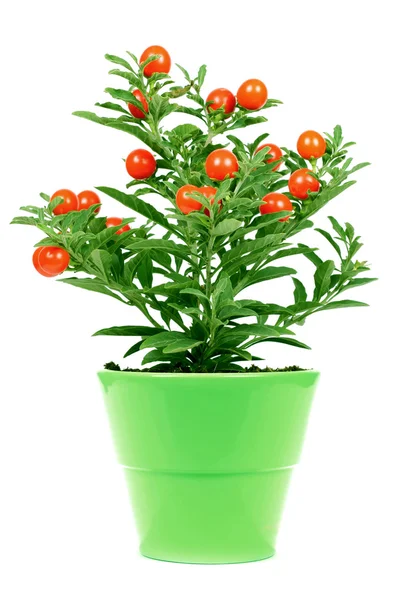植物与红色水果 — 图库照片