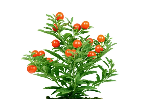 Rostlina s ovocem — Stock fotografie