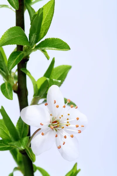 Blommar på vårvintern — Stockfoto
