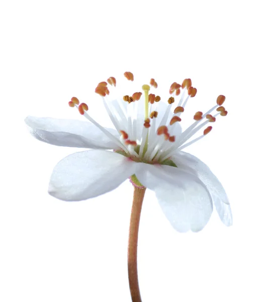 Blommar på vårvintern — Stockfoto