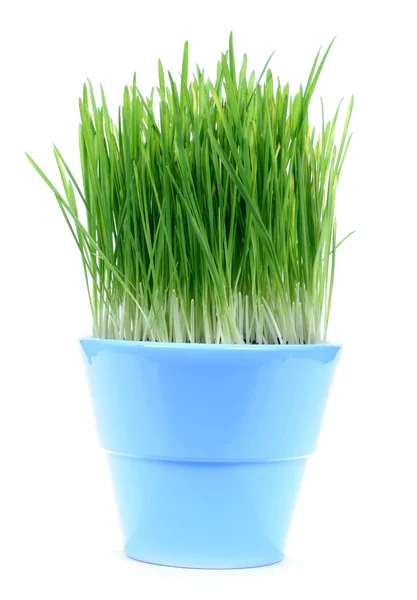 Gras verdes en una olla — Foto de Stock