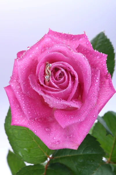Zblízka zlatý prsten v růžové růže — Stock fotografie