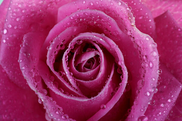 Dewy rose