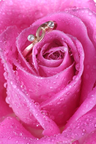 Zblízka zlatý prsten v růžové růže — Stock fotografie