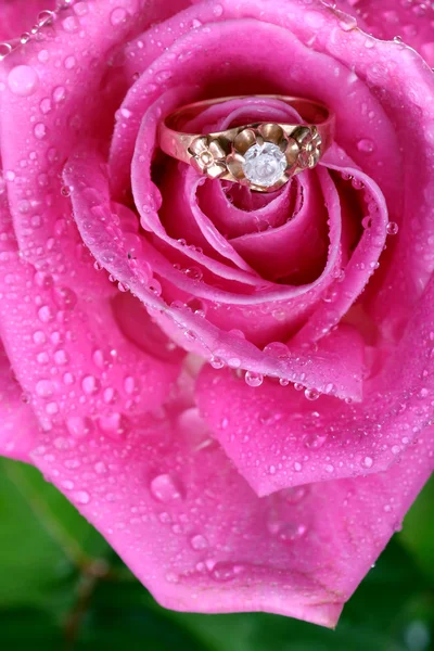 ピンクのバラの金の指輪のクローズ アップ — ストック写真