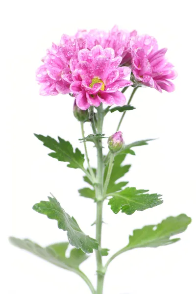 Ροζ λουλούδια με σταγόνες νερού — Φωτογραφία Αρχείου