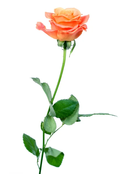 Rose — Stock Photo, Image