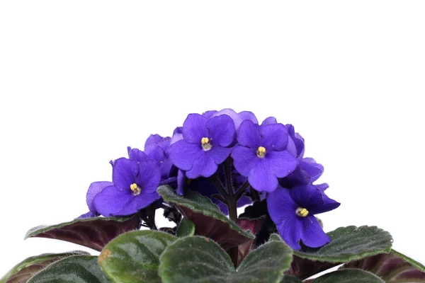 Violeta — Fotografia de Stock