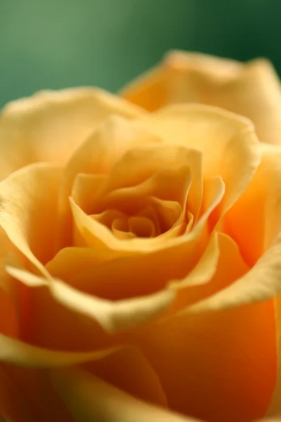Amorous rose — Stock Photo, Image