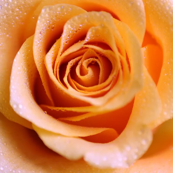 Orosený růže — Stock fotografie