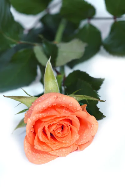 Rosa de rocío —  Fotos de Stock