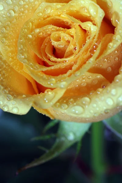 Dewy rose — Stock Photo, Image