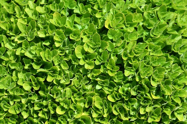 stock image Green carpet