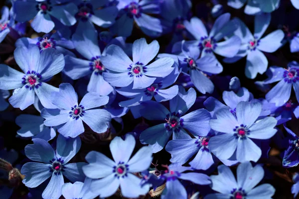 stock image Blue meadow