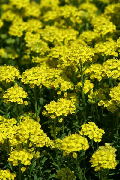 stock image Yellow meadow