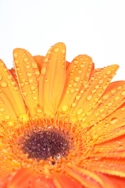湿非洲菊 — 图库照片