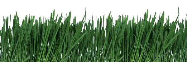 stock image Green grass