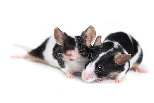 Пара мышей — стоковое фото