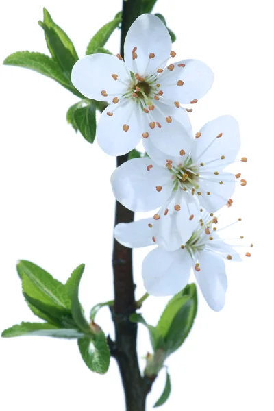 Blossoms at early spring — Stock Photo, Image