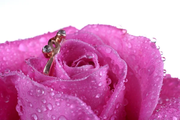 Κοντινό πλάνο χρυσό δαχτυλίδι σε ροζ τριαντάφυλλο Royalty Free Φωτογραφίες Αρχείου
