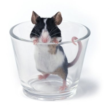 Glass of... mouse clipart