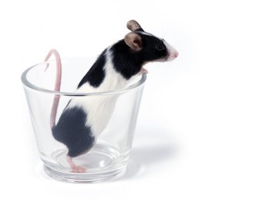 Mouse in a glass clipart