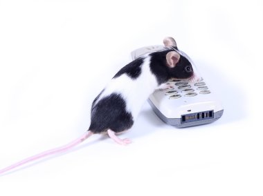 Mouse calling clipart