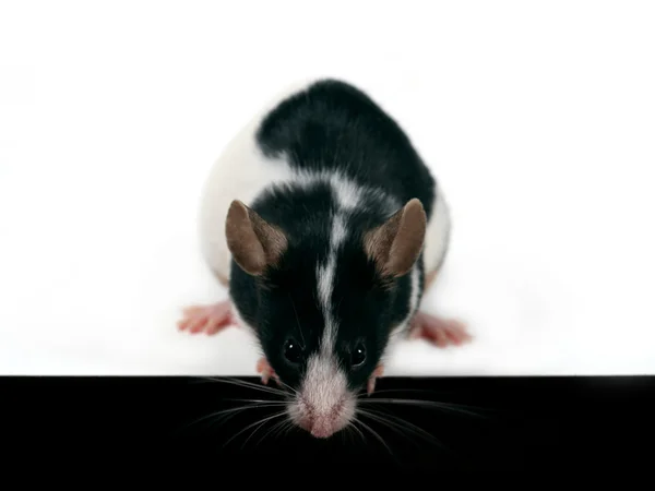 Мышь смотрит вниз — стоковое фото