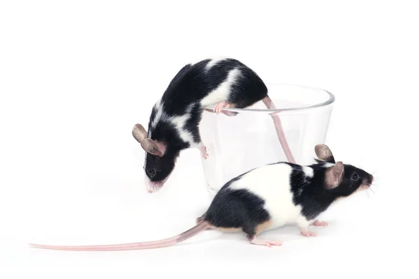Copo de... ratos — Fotografia de Stock