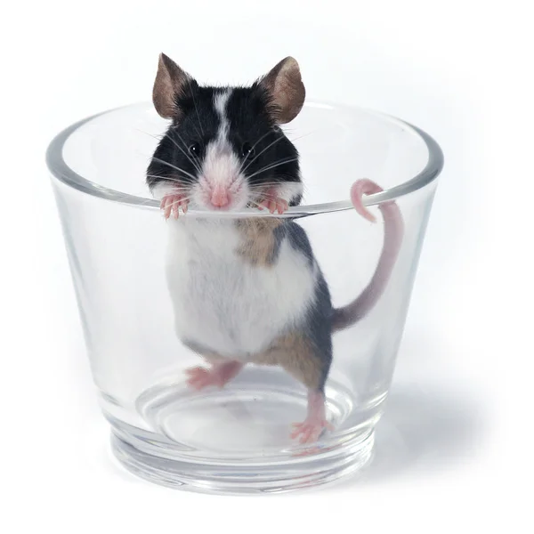 Glass of... mouse — Stock Photo, Image