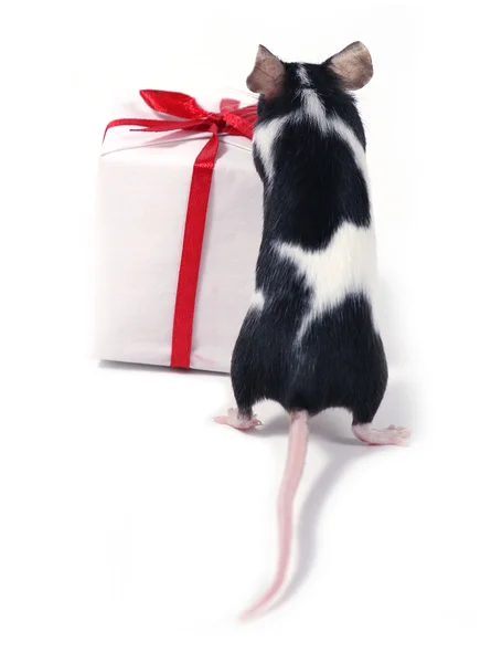 Finding a present — Stock Photo, Image