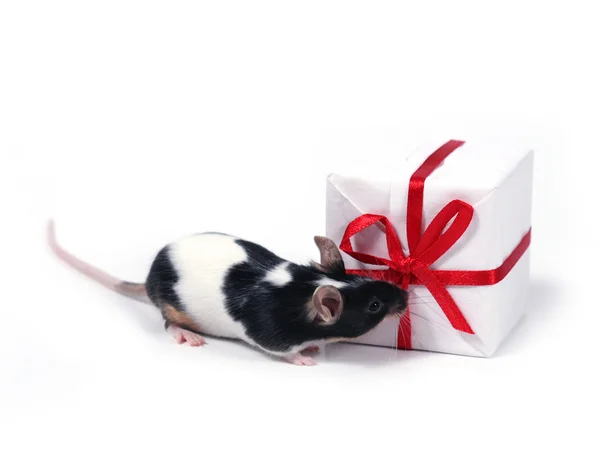 Finding a present — Stock Photo, Image