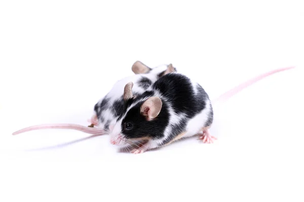 Two mice - two direction — Stock Photo, Image